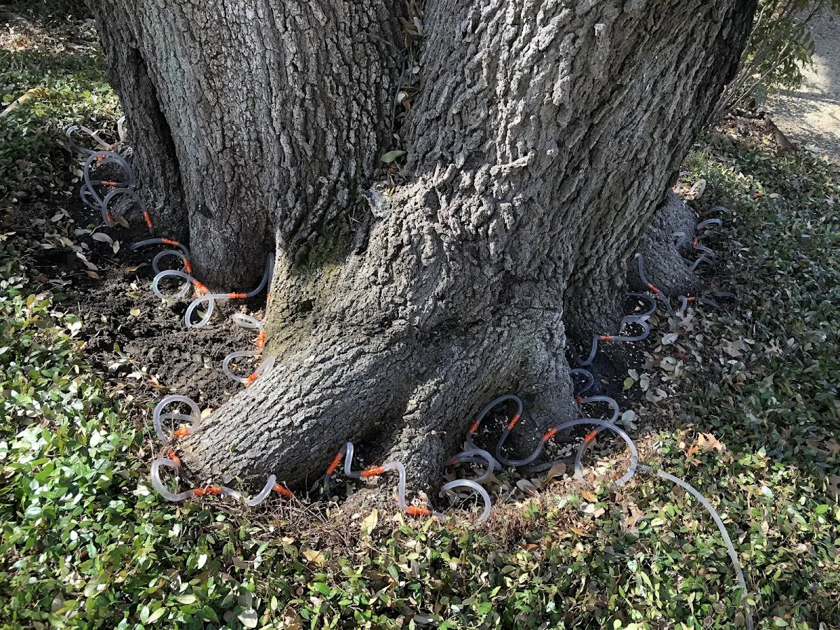 Detailed Tree Cabling and Bracing job site in Lake Lure