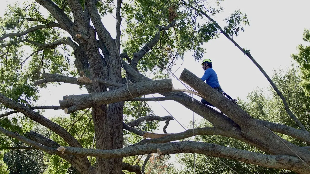Professional Hazardous Tree Removal performed by certified arborists in Lake Lure